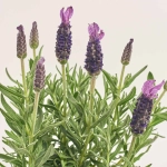 Зображення товару Лаванда та Кашпо Сет 221, артикул: 57563