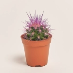 Зображення товару Ехінокактус Рейнбов, артикул: 2390