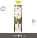 Зображення товару Фаленопсис Формідабло "Абруззо" 1ст. у біл. горщ., артикул: 57010