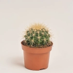 Зображення товару Кактус мікс, артикул: 46255