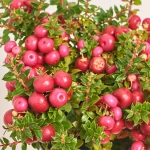 Зображення товару Гаультерія мікс, артикул: 40963