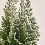 Зображення товару Кипарис Елвуді Декор в кер., артикул: 54047