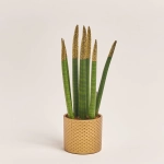 Зображення товару Сансевієрія Циліндріка гліттер в кер., артикул: 10110