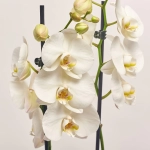 Зображення товару Фаленопсис та Кашпо Сет 225, артикул: 53726