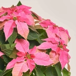 Зображення товару Пуансетія мікс, артикул: 53273