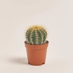 Зображення товару Нотокактус, артикул: 35771
