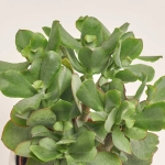 Зображення товару Сукулент мікс, артикул: 5756