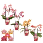 Зображення товару Фаленопсис Мф "Парфум" 2ст., артикул: 57160