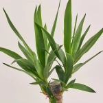 Зображення товару Юкка 1ст., артикул: 54996