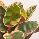 Зображення товару Фікус ел Белізе 3ст., артикул: 52991