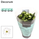 Зображення товару Каланхоє біле Decorum, артикул: 57220