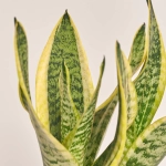 Зображення товару Сансевієрія Футура Суперб, артикул: 53420