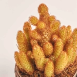 Зображення товару Кактус мікс в кер., артикул: 56882