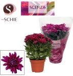 Зображення товару Хризантема Крістал фіолетова, артикул: 52843