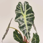 Зображення товару Алоказія Поллі, артикул: 21943