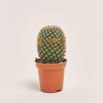 Зображення товару Кактус з квітами, артикул: 53320