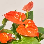 Зображення товару Антуріум Флоріда, артикул: 53413