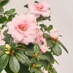 Зображення товару Азалія мікс штам, артикул: 25140