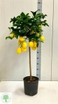 Зображення товару Цитрофортунелла Лимон Майера, артикул: 53912