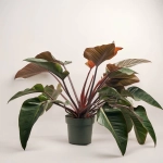 Зображення товару Філодендрон Ред Б'юті, артикул: 51743