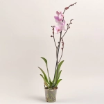 Зображення товару Фаленопсис 1ст. мікс, артикул: 18850