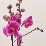 Зображення товару Фаленопсис "Дурбан" 2ст., артикул: 53877