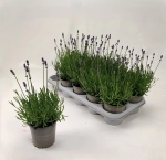 Зображення товару Лаванда Анук Ессенс Парпл, артикул: 57316