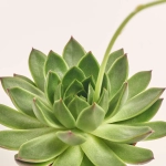 Зображення товару Ехеверія мікс, артикул: 33840