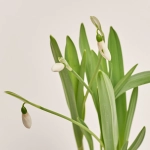 Зображення товару Галантус Майнт Еверест, артикул: 55448