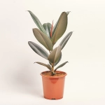 Зображення товару Фікус ел Абіджан 1ст., артикул: 53121