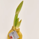 Зображення товару Амариліс "Вельвет Тач" Голд, артикул: 54181