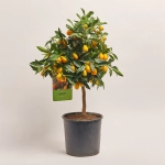 Зображення товару Цитрофортунелла Маргаріта кумкват, артикул: 44427