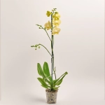 Зображення товару Фаленопсис 1ст. мікс, артикул: 32715