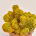 Зображення товару Кактус Рейнбов, артикул: 4792