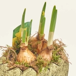 Зображення товару Нарцис Тет-а-Тет в кер., артикул: 56933