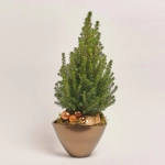 Зображення товару Ялина Перфекта декор в кер., артикул: 54175