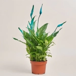 Зображення товару Спатифіллум Шопен фарб., артикул: 53831