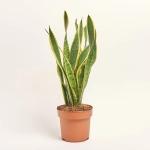 Зображення товару Сансевієрія Лауренті, артикул: 28047
