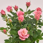 Зображення товару Троянда Кордана Флірт d10 (25-30), артикул: 40568