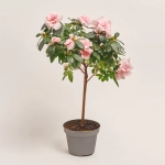 Зображення товару Азалія мікс штам, артикул: 25140