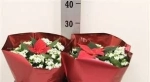 Зображення товару Композиція Каланхоє + Пуансетія, артикул: 13204