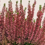 Зображення товару Калуна мікс, артикул: 52470