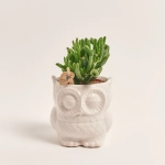 Зображення товару Сукулент мікс "Сова", артикул: 46244