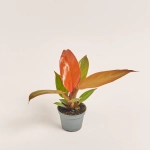 Зображення товару Філодендрон Сан Ред, артикул: 52075