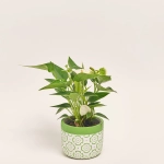 Зображення товару Антуріум мікс в кер., артикул: 51600