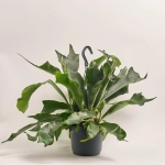 Зображення товару Папоротні мікс, артикул: 53276