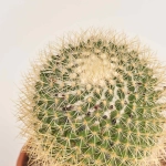 Зображення товару Кактус мікс, артикул: 56847