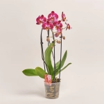 Зображення товару Фаленопсис каскад 2ст. мікс, артикул: 18513