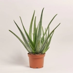 Зображення товару Алоє Вера, артикул: 55393