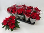 Зображення товару Пуансетія Крісмас Юніверс, артикул: 54726